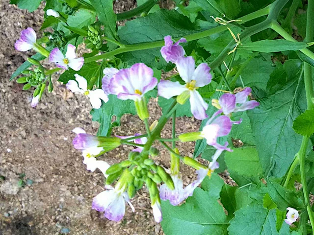 Japanese radish