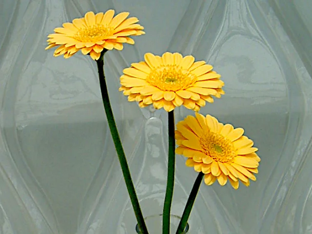 Gerbera