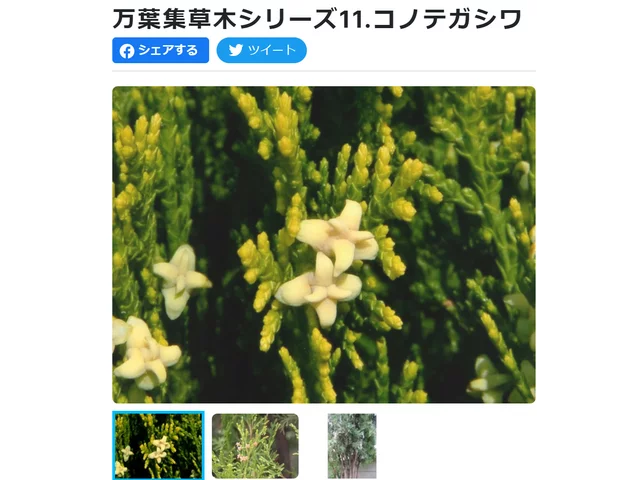 侧柏