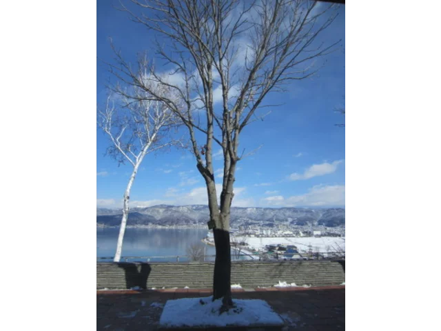 Aesculus turbinata