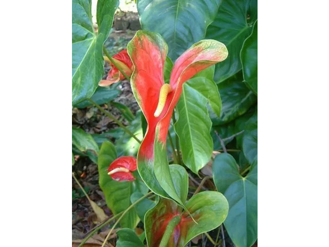 Anthurium