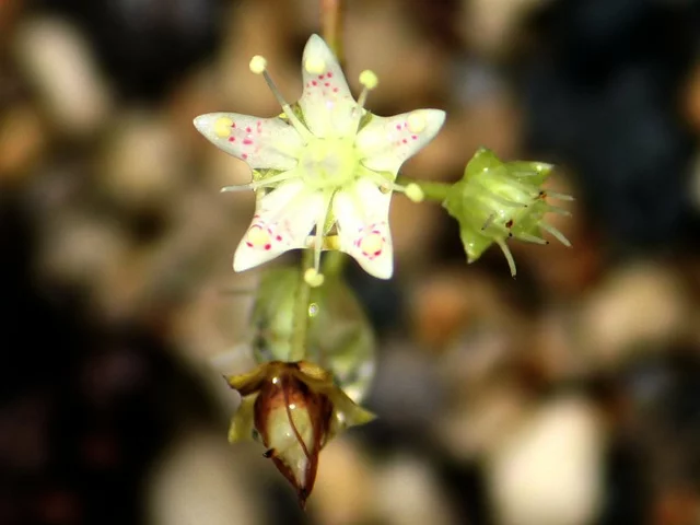 Saxifraga bronchialis