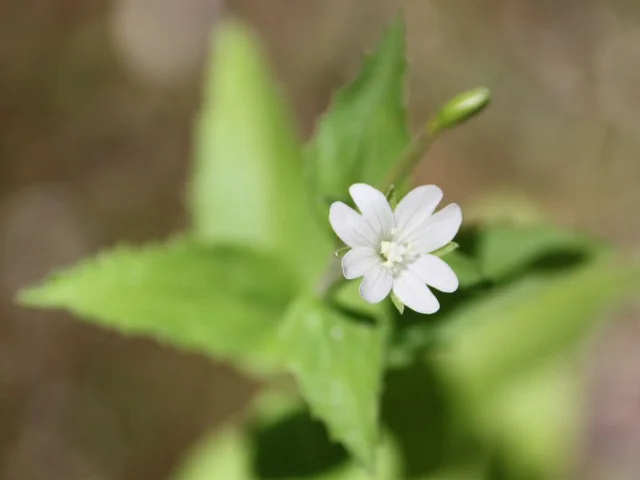 小花山桃草
