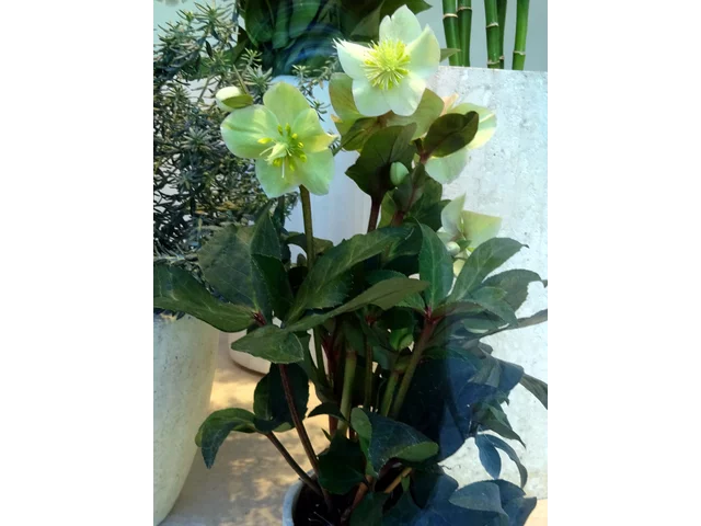 Helleborus niger