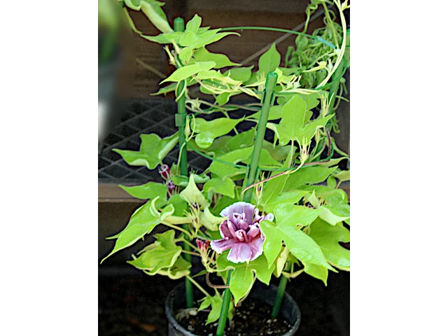 変化牵牛花 '亲牡丹'