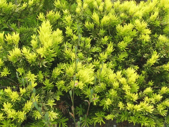 Dwarf Japanese yew