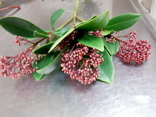Skimmia rubella