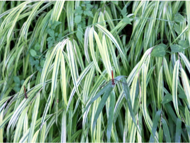 Hakonechloa macra