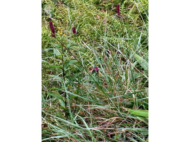 Waremokou or Sanguisorba