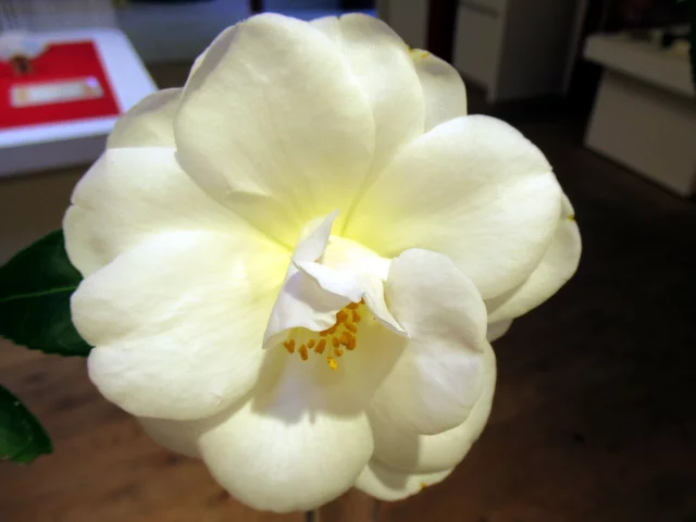 山茶花 '秋艸'