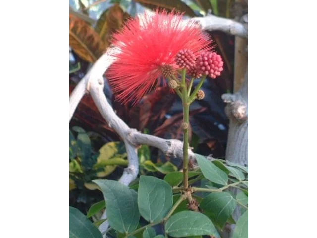朱缨花