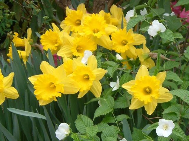 Narcissus