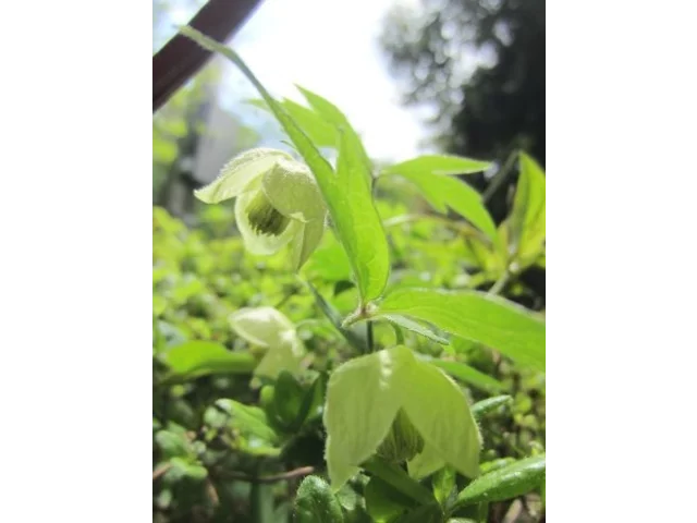 白花铃藤