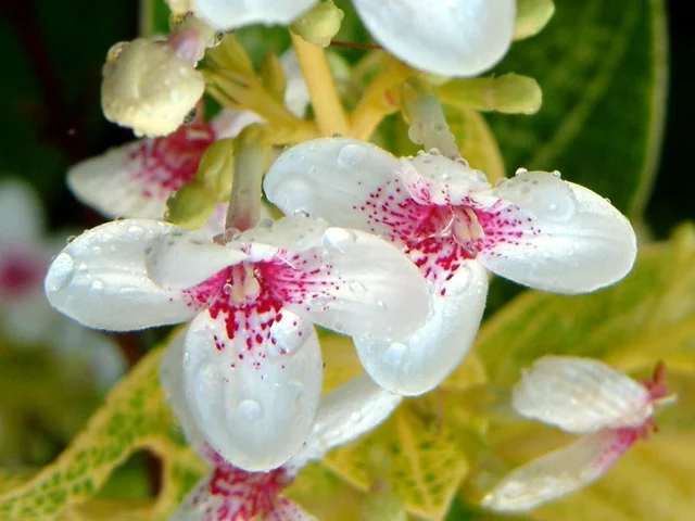 Pseuderanthemum carruthersii