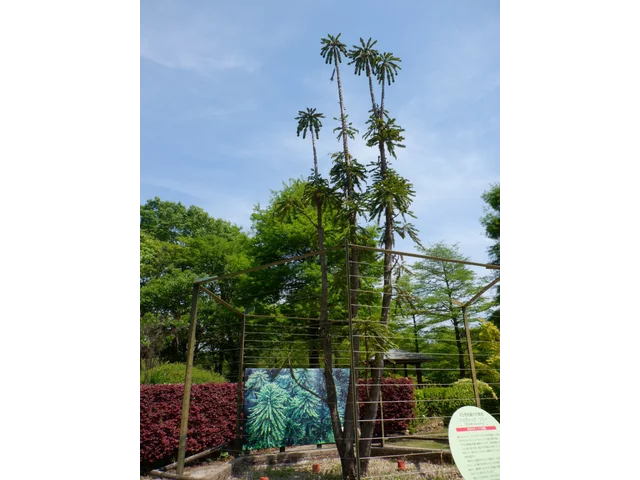 ジュラシック ツリー