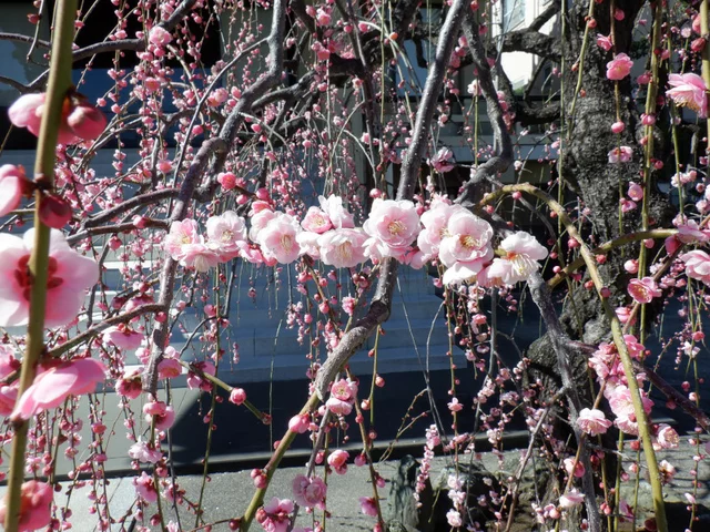 Weeping plum