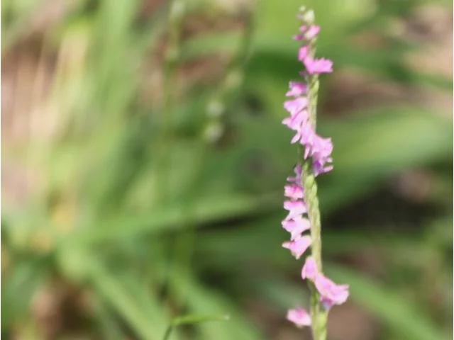 Spiranthes sinensis