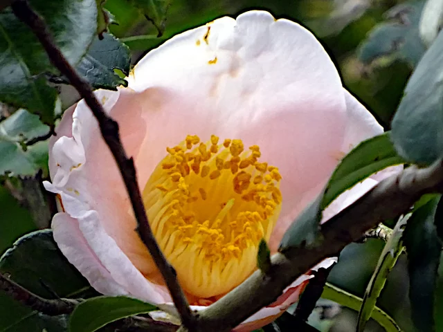 山茶花 曙