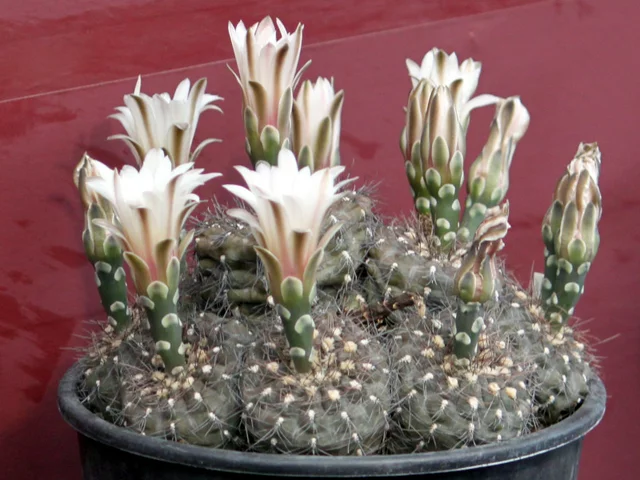 Gymnocalycium taningaense