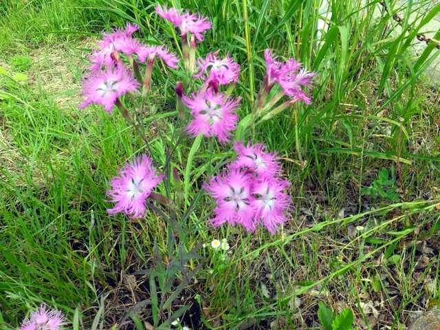 长萼瞿麦