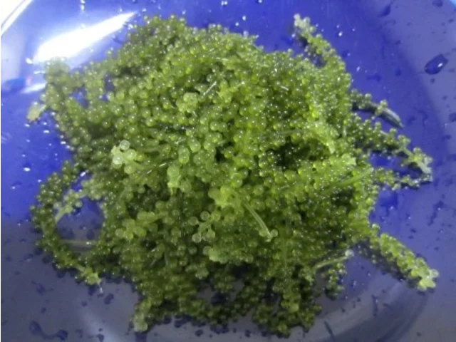 Caulerpa lentillifera