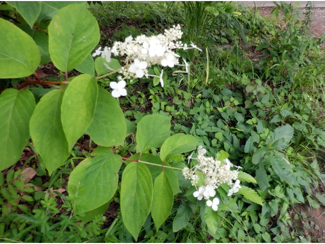 ノリウツギ
