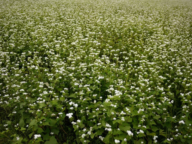 蕎麥