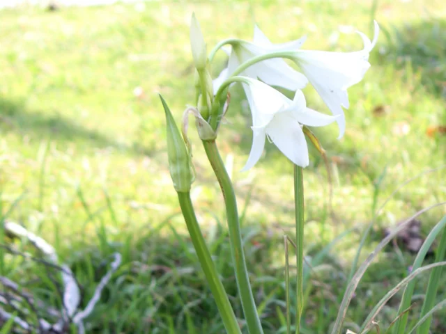 Crinum bulbispermum