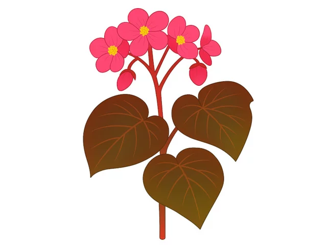 冬花秋海棠