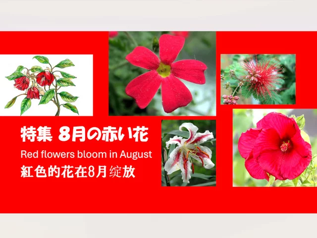 8月に咲いている赤い花