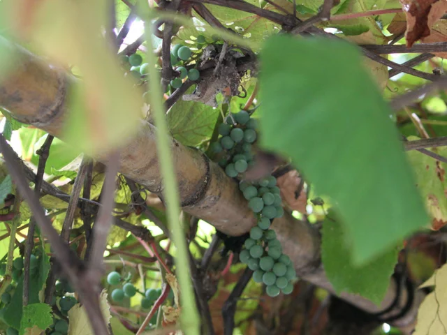 Vitis coignetiae