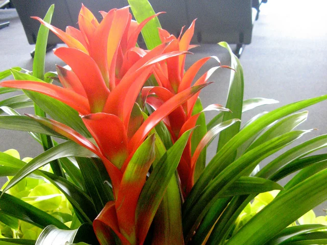 Guzmania hybrids