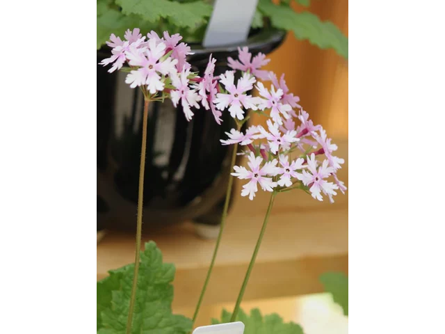 日本桜草 ’北斗星’