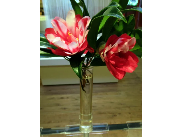 山茶花 ’孔雀'