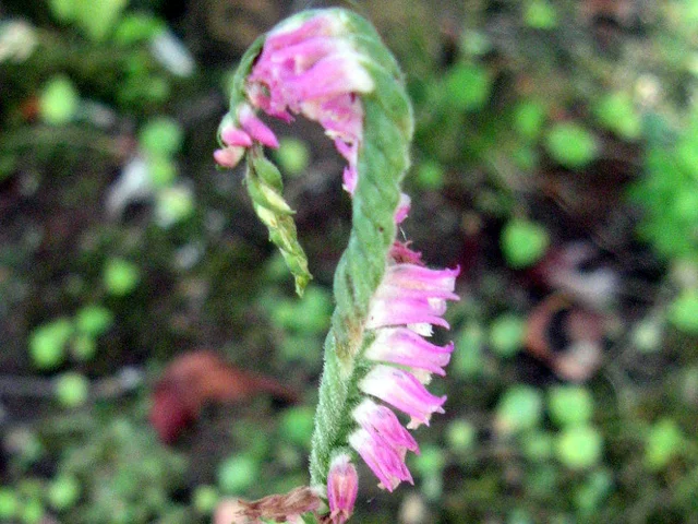 Spiranthes sinensis