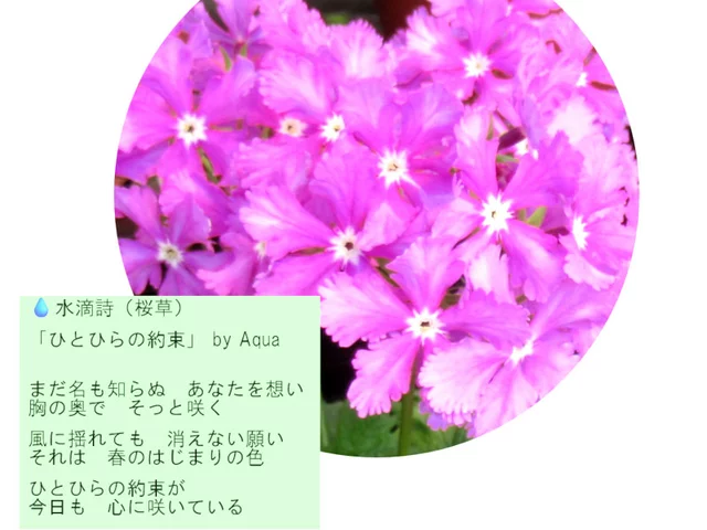 サクラソウ