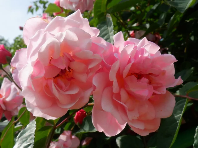 薔薇 "科妮莉亚"