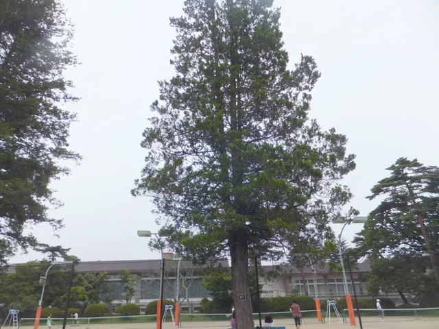 日本花柏