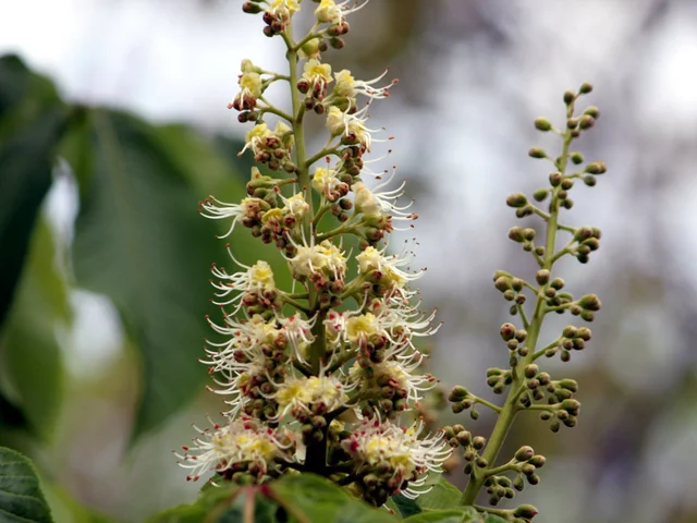 Aesculus turbinata