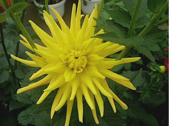 Dahlia