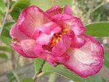 Camellia sasanqua 'Hanagasa'