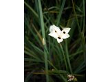 Dietes bicolor
