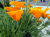 California poppy