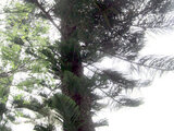 Norfolk Island Pine