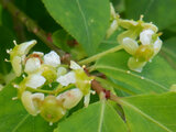 Komayumi tree