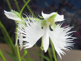 White Egret Flower