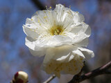 Prunus mume "Gekkyuden"