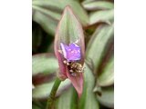 Tradescantia zebrina