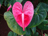 Anthurium