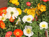 Iceland Poppy